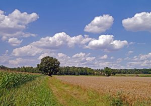 Do You Need to Clear Your Land?